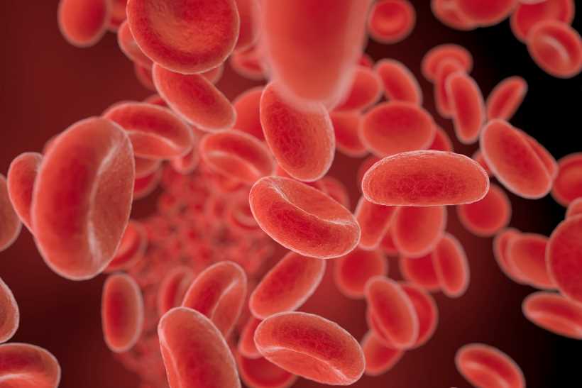 Cellules de globules rouges